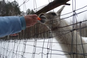 Экскурсия в Межреченский парк